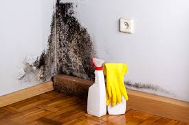 Best Biohazard Mold Removal in USA